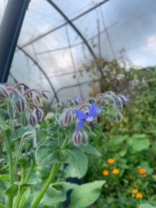 flor da borragem borago-officinalis