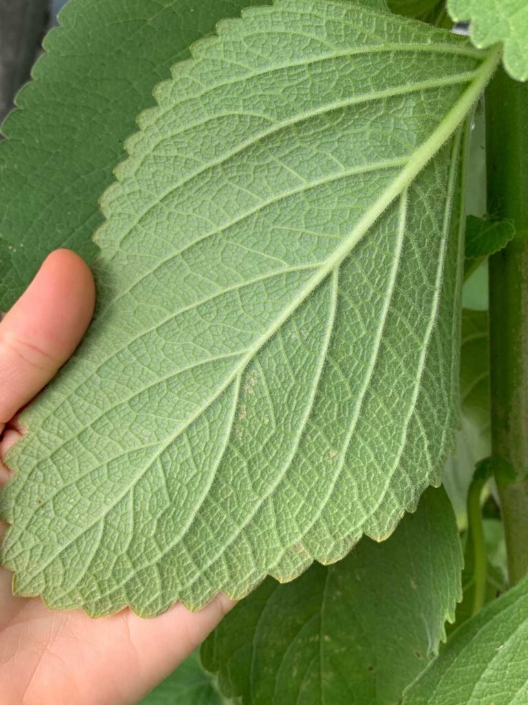 Detalhe da parte de trás da folha da planta Boldo