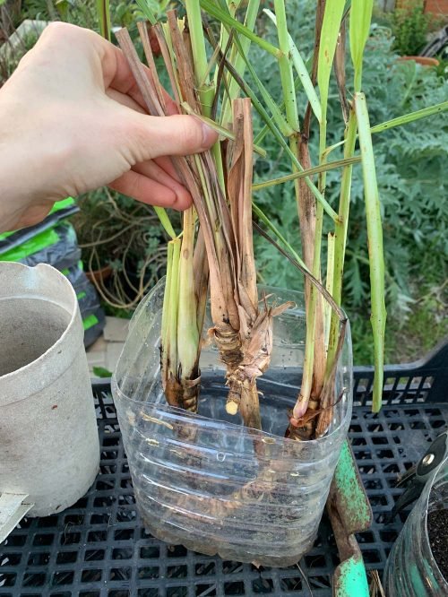 erva-principe-cymbopogon-citratus-mudas-em-agua-01 erva-principe-cymbopogon-citratus-mudas-em-agua-01